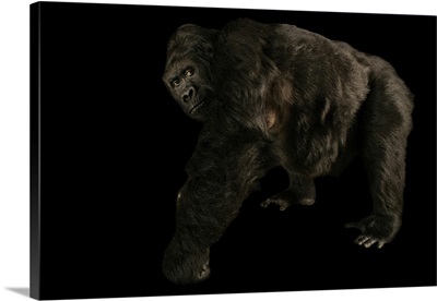 A Critically Endangered Graueris Gorilla Named Amahoro, Antwerp Zoo, Belgium