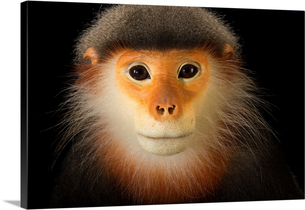 A male, critically endangered grey shanked douc langur, Pygathrix cinerea, at the Endangered Primate Rescue Center.