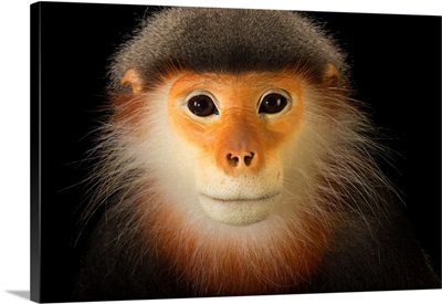 A critically endangered grey shanked douc langur at the Endangered Primate Rescue Center