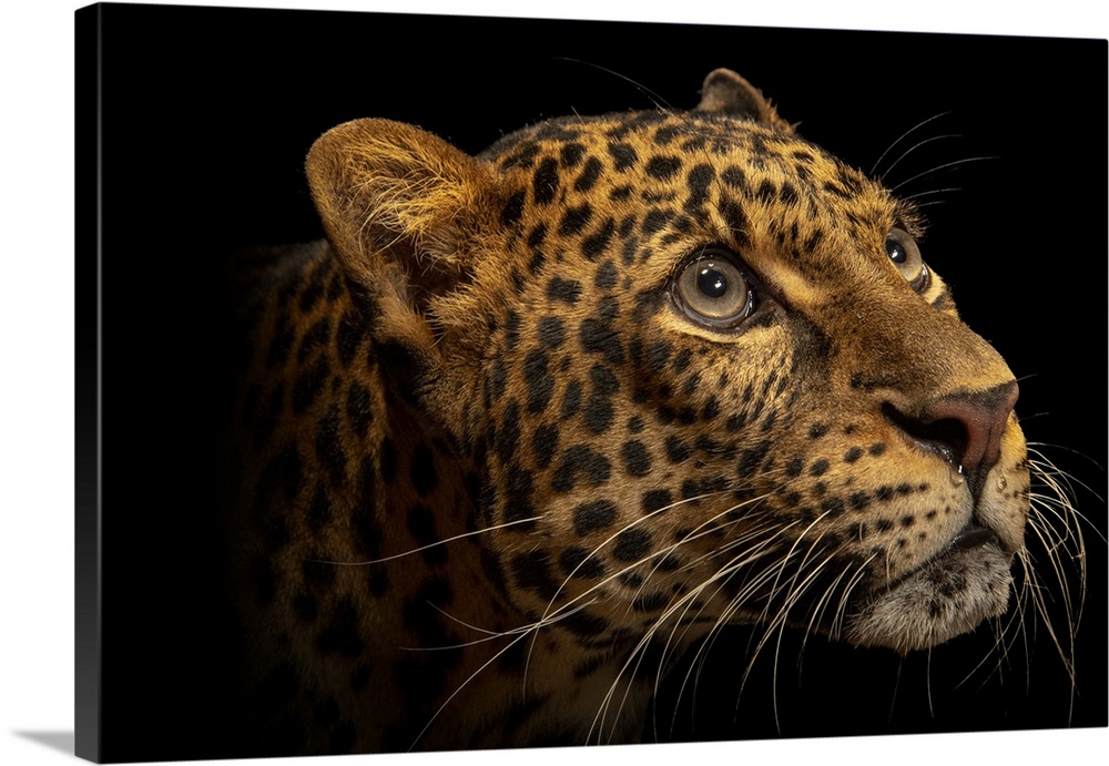 A critically endangered Javan leopard (Panthera pardus melas) at Taman Safari.
