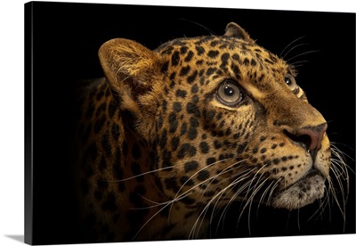 A Critically Endangered Javan Leopard At Taman Safari