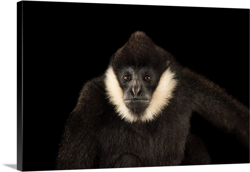 A male, critically endangered Northern white cheecked gibbon, Nomascus leucogenys, at the Gibbon Conservation Center.