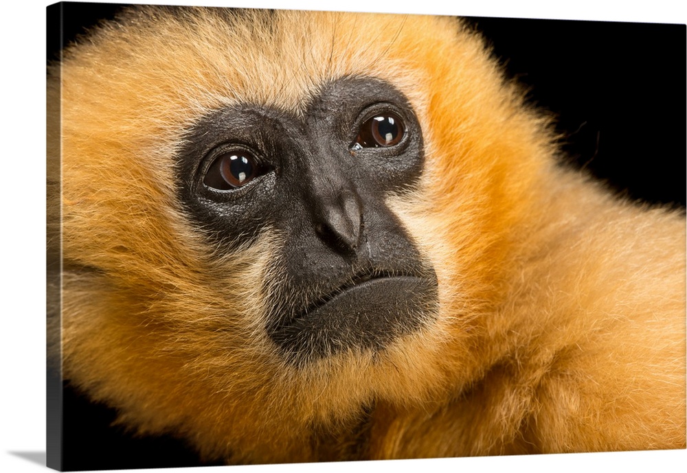 A critically endangered female Northern white cheecked gibbon, Nomascus leucogenys, at the Gibbon Conservation Center.
