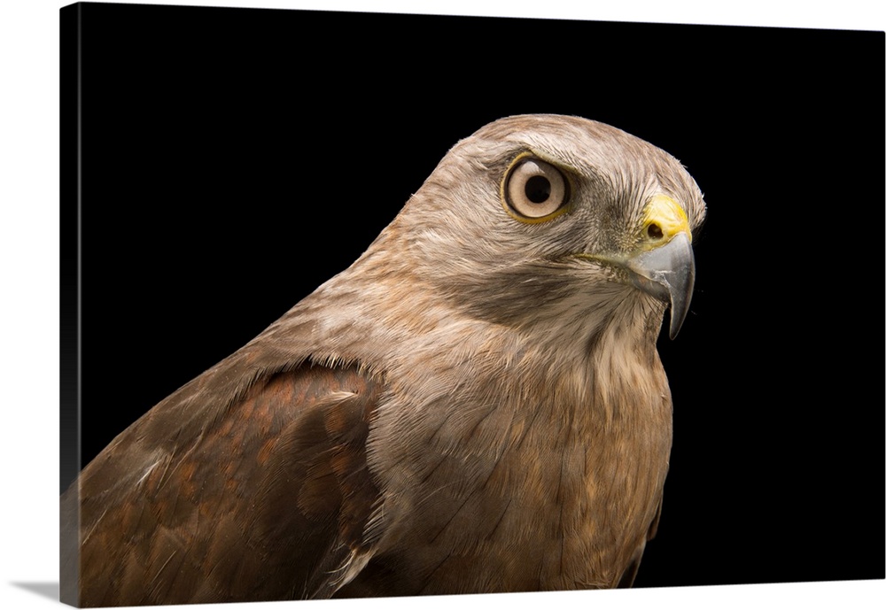 A critically endangered Ridgway's hawk, Buteo ridgwayi, at Parque Zoologico Nacional.