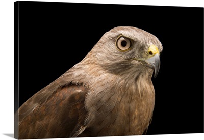 A critically endangered Ridgway's hawk, Buteo ridgwayi, at Parque Zoologico Nacional