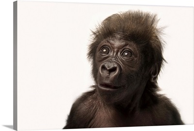 A critically endangered, six-week-old, female, baby gorilla at the Cincinnati Zoo