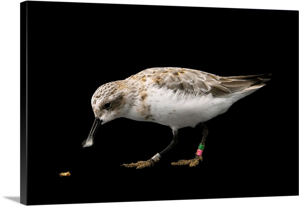A critically endangered spoon-billed sandpiper (Calidris pygmaea) at the Wildfowl and Wetlands Trust Slimbridge in Glouces...