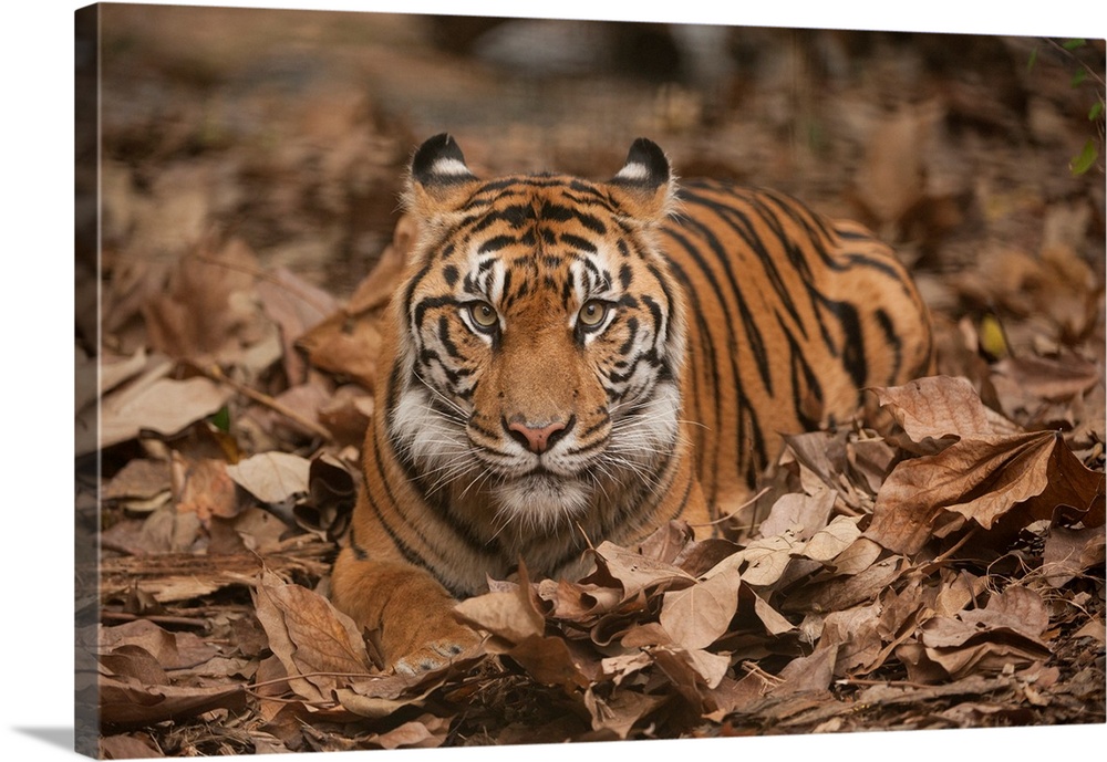 A critically-endangered Sumatran tiger at Zoo Atlanta.