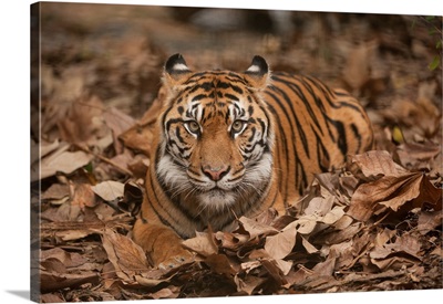 A critically-endangered Sumatran tiger at Zoo Atlanta