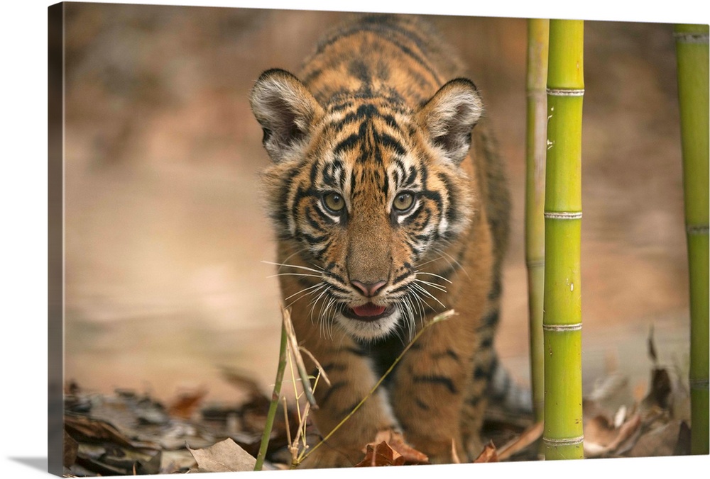 A critically-endangered Sumatran tiger cub, Panthera tigris sumatrae, at Zoo Atlanta.