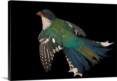 A Cuban trogon, Priotelus temnurus, from a private collection