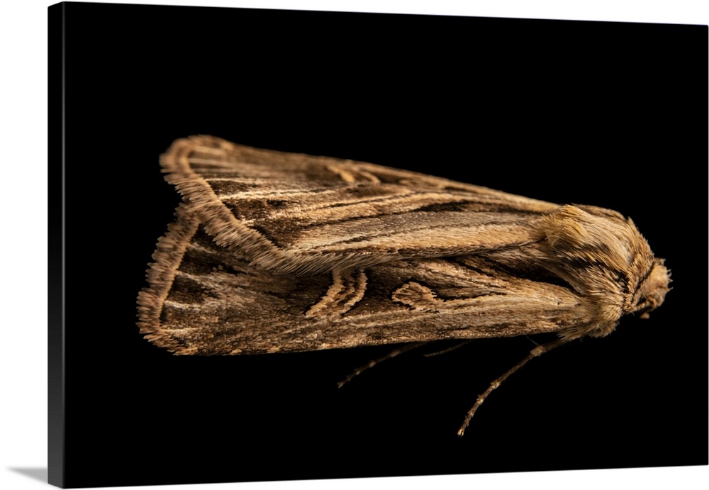 A cutworm moth (Dichagyris longidens), owlet moth family Noctuidae, cutworm or dart moth subfamily Noctuinae. Rediscovered...
