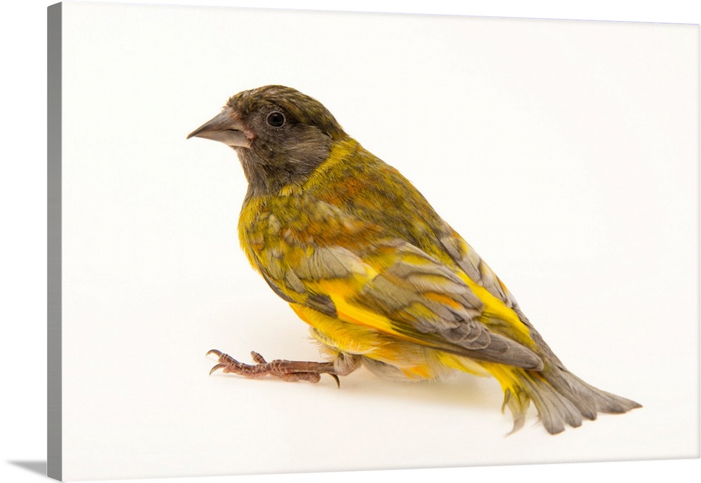 A domestic form of a black headed greenfinch, Carduelis ambigua.