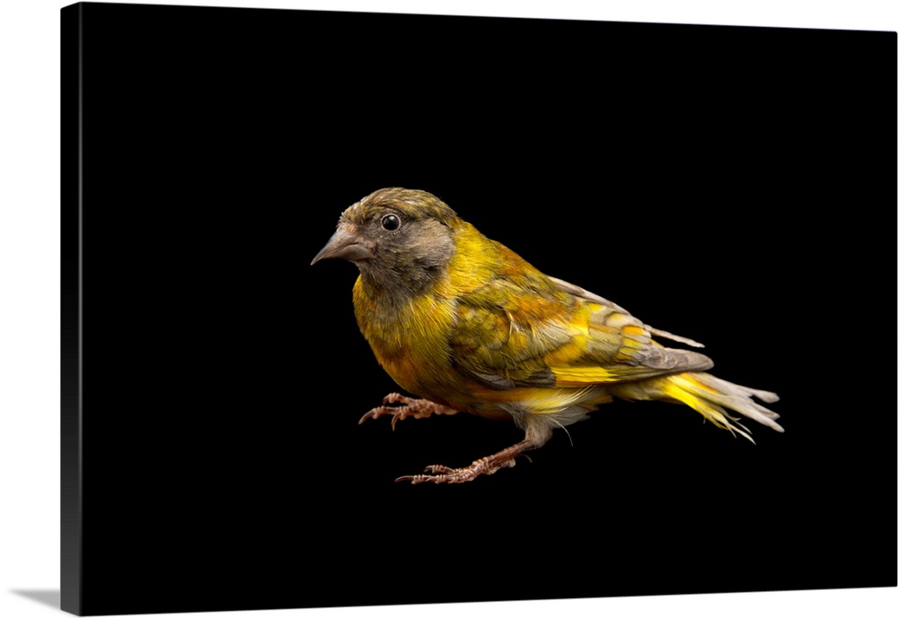 A domestic form of a black headed greenfinch, Carduelis ambigua.