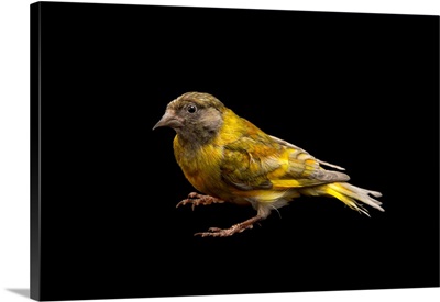 A domestic form of a black headed greenfinch from a private collection