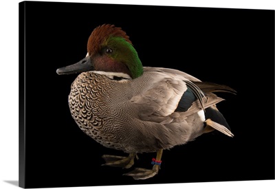 A falcated duck, at the Palm Beach Zoo