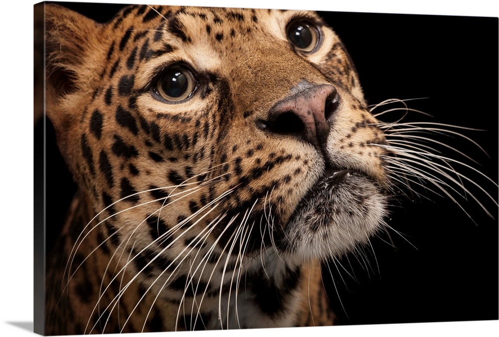 A federally endangered African leopard, Panthera pardus pardus, at the Houston Zoo.