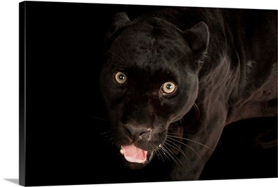A federally endangered black jaguar, Panthera onca, at the Henry Doorly Zoo