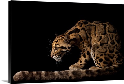 A federally endangered clouded leopard, Neofelis nebulosa