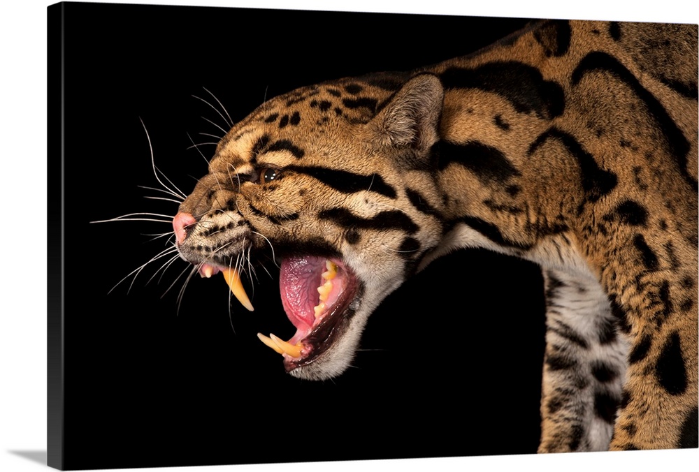 A federally endangered clouded leopard, Neofelis nebulosa.