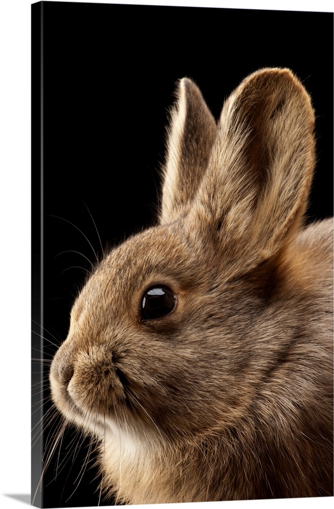 A federally endangered female pygmy rabbit, Brachylagus idahoensis.