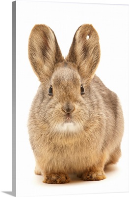A federally endangered female pygmy rabbit, Brachylagus idahoensis