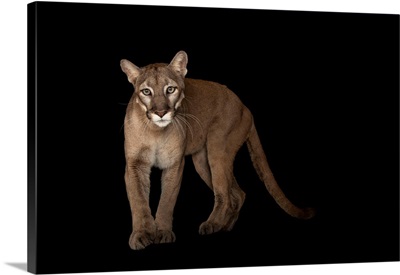 A federally endangered Florida panther, at Tampa's Lowry Park Zoo