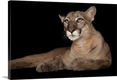 A federally endangered Florida panther, at Tampa's Lowry Park Zoo