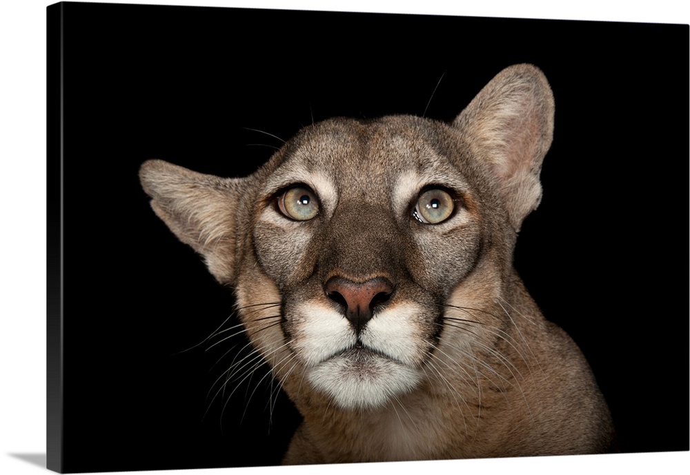 A federally endangered Florida panther (Puma concolor coryi) named Lucy at Tampa's Lowry Park Zoo.