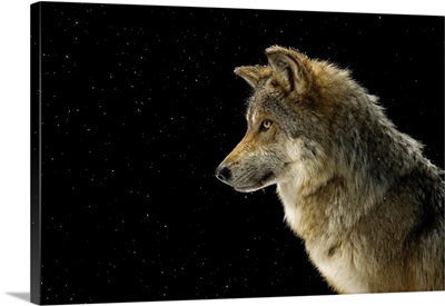 A Federally Endangered Mexican Gray Wolf, Wild Canid Survival And Research Center