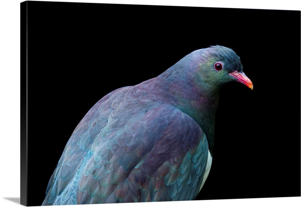 A federally endangered New Zealand pigeon, Hemiphaga novaeseelandiae, at the Auckland Zoo.