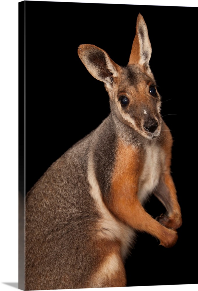A federally endangered yellow-footed rock wallaby, Petrogale xanthopus.