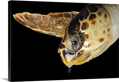 A Federally Listed Atlantic Loggerhead Turtle At The Riverbanks Zoo