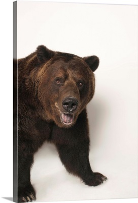 A federally threatened grizzly bear, Ursus arctos horribilis