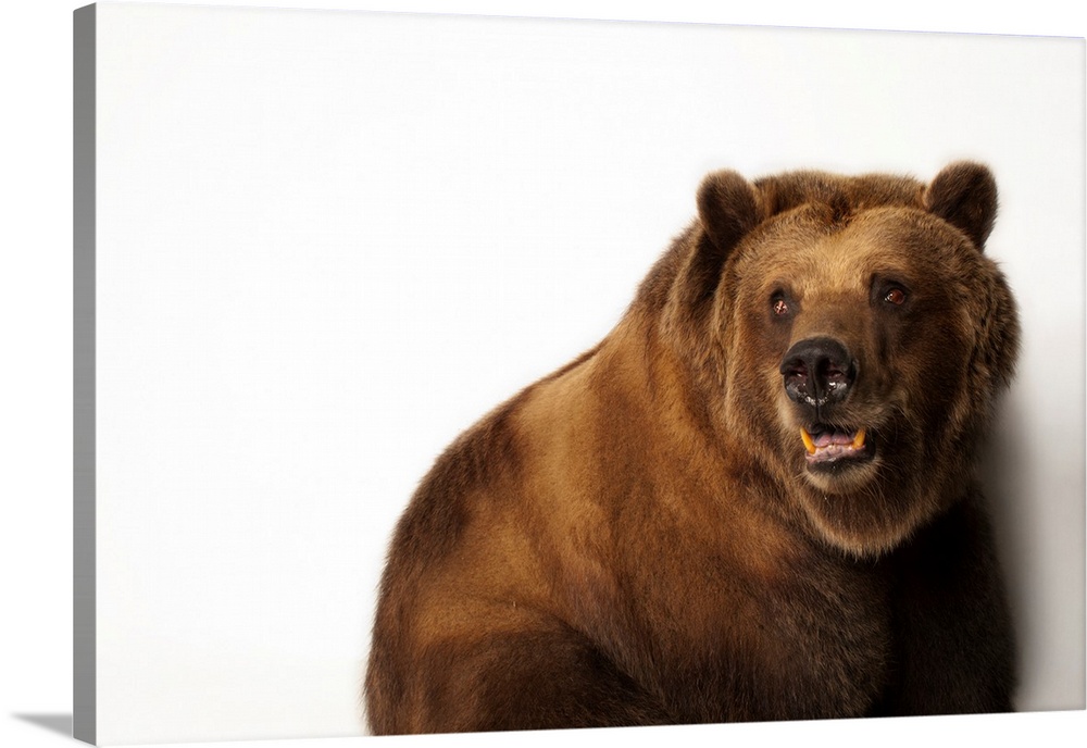 A federally threatened grizzly bear, Ursus arctos horribilis.