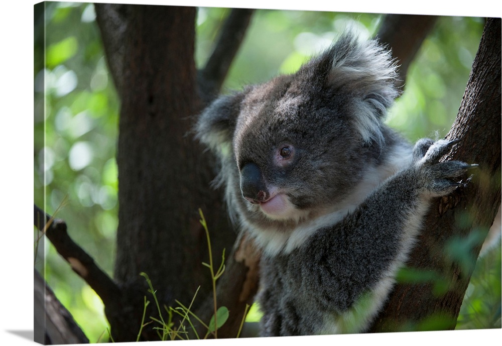 A federally threatened koala at a wildlife sanctuary.