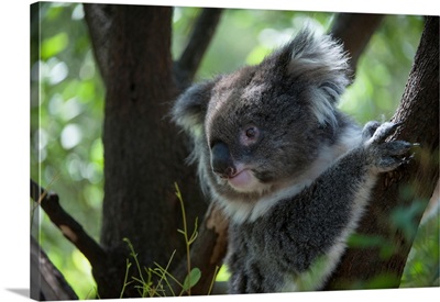 A federally threatened koala at a wildlife sanctuary