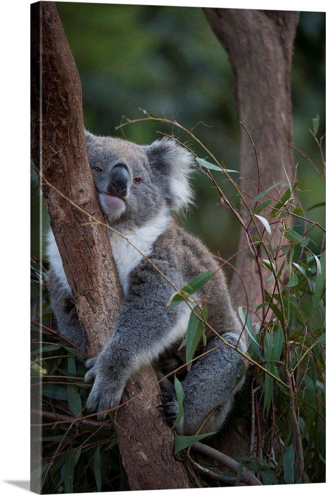 A federally threatened koala at a wildlife sanctuary.