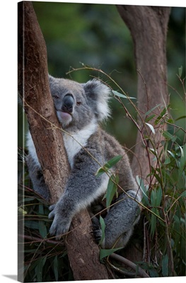 A federally threatened koala at a wildlife sanctuary