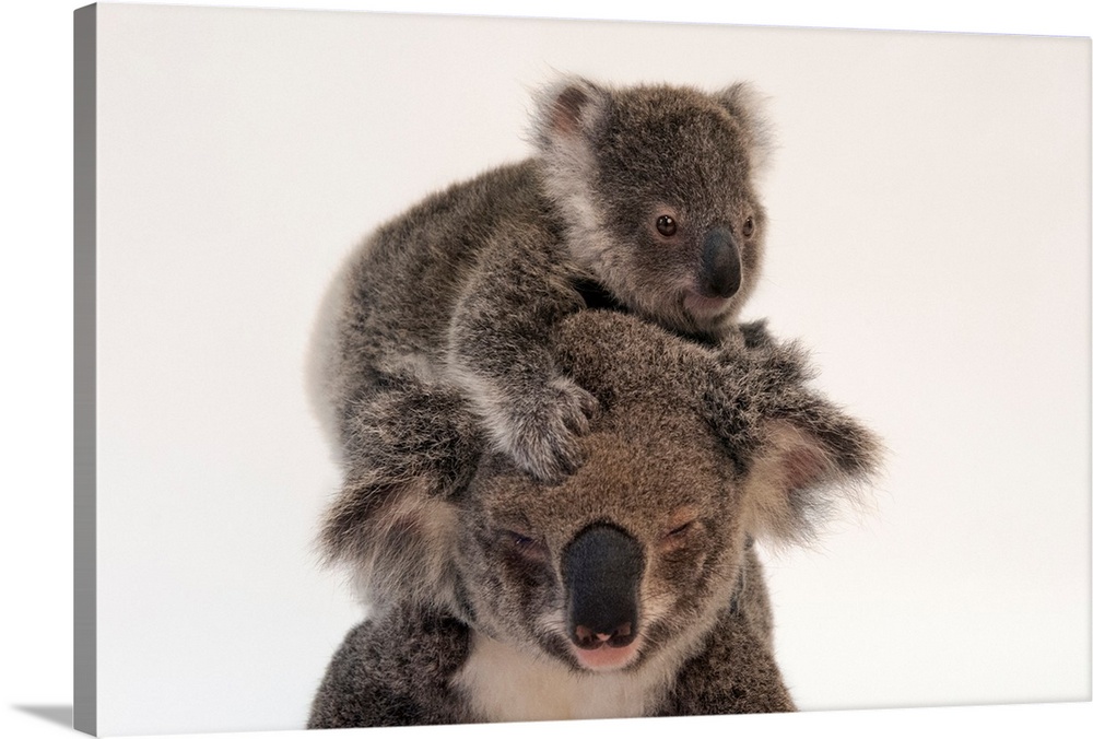 A federally threatened koala climbs on top of its mother, who has conjunctivitis.