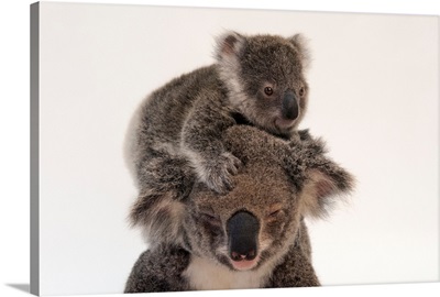 A federally threatened koala climbs on top of its mother, who has conjunctivitis
