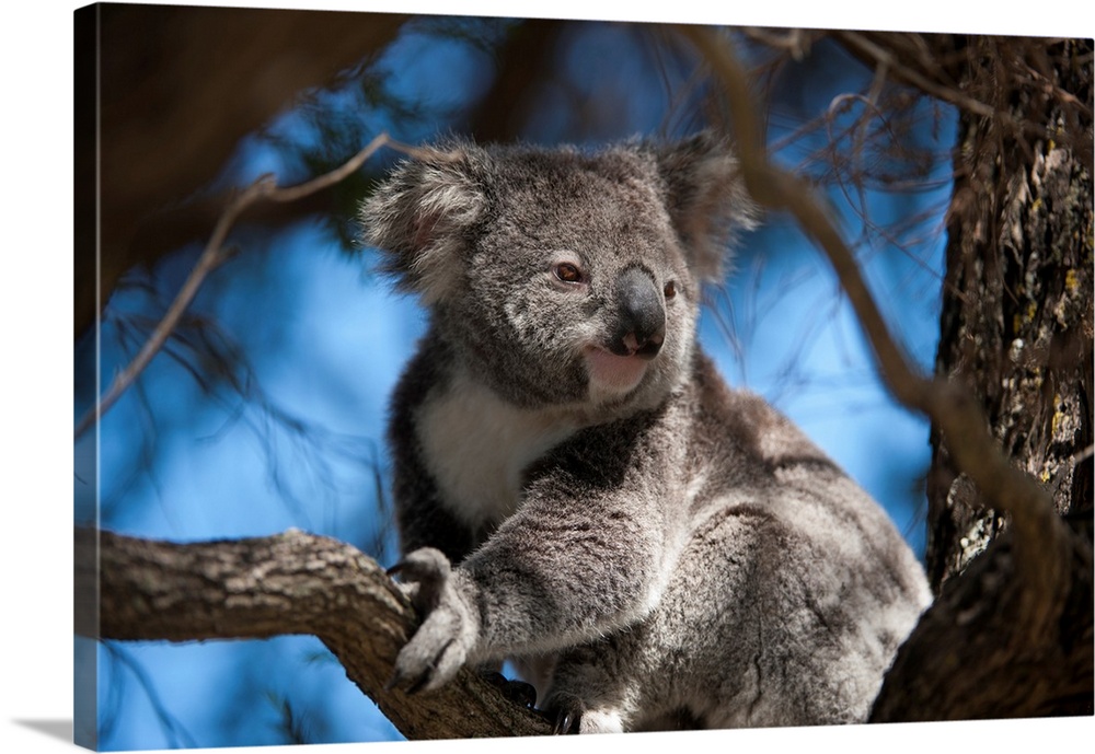 A federally threatened koala rests in a tree.