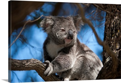 A federally threatened koala rests in a tree