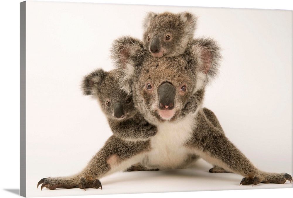 A federally threatened koala with her offspring, one of which is adopted.