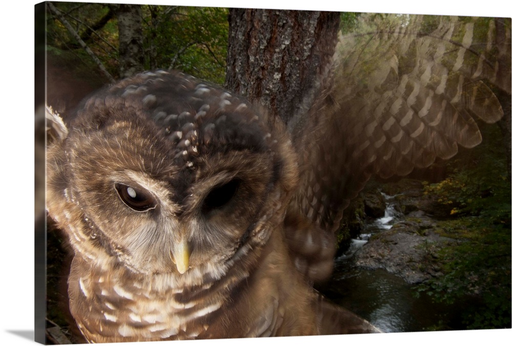 A federally threatened Northern spotted owl in a healthy habitat.