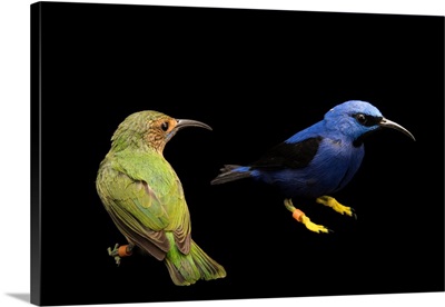 A Female And Male Purple Honeycreeper, Cyanerpes Caeruleus, At The Nashville Zoo