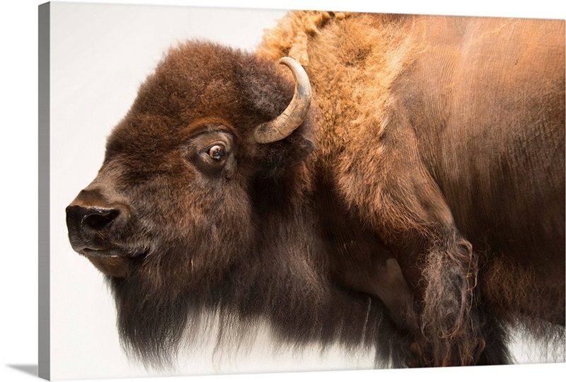 A female bison, at the Oklahoma City Zoo Great Big Canvas