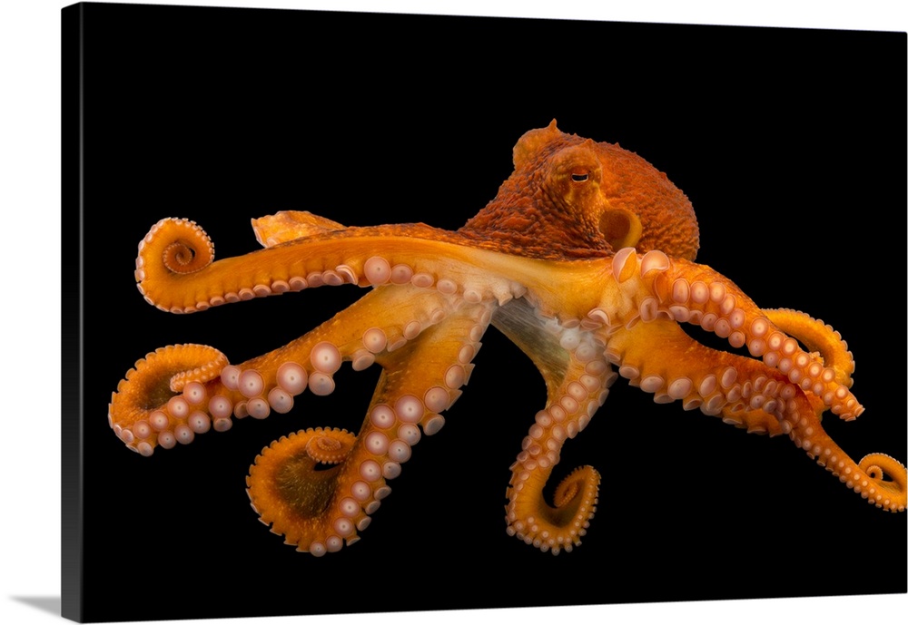 A female giant Pacific octopus (Enteroctopus dofleini) at the Alaska SeaLife Center.