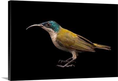 A female green headed sunbird, Cyanomitra verticalis, at a private collection