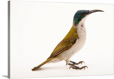 A female green headed sunbird, Cyanomitra verticalis, at a private collection
